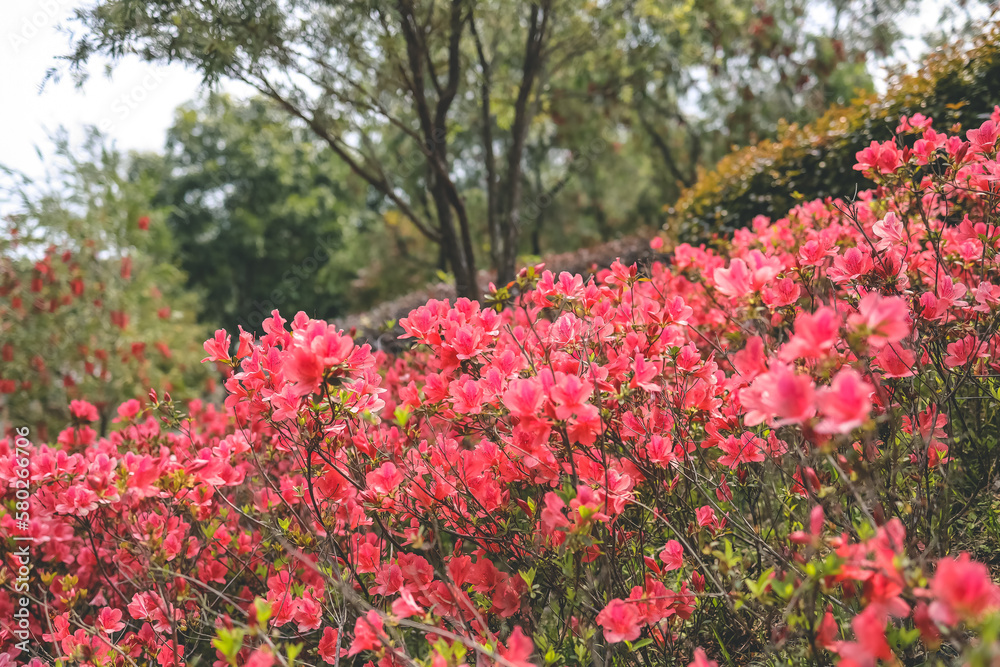 an red azalea, Azalea blooming on tree