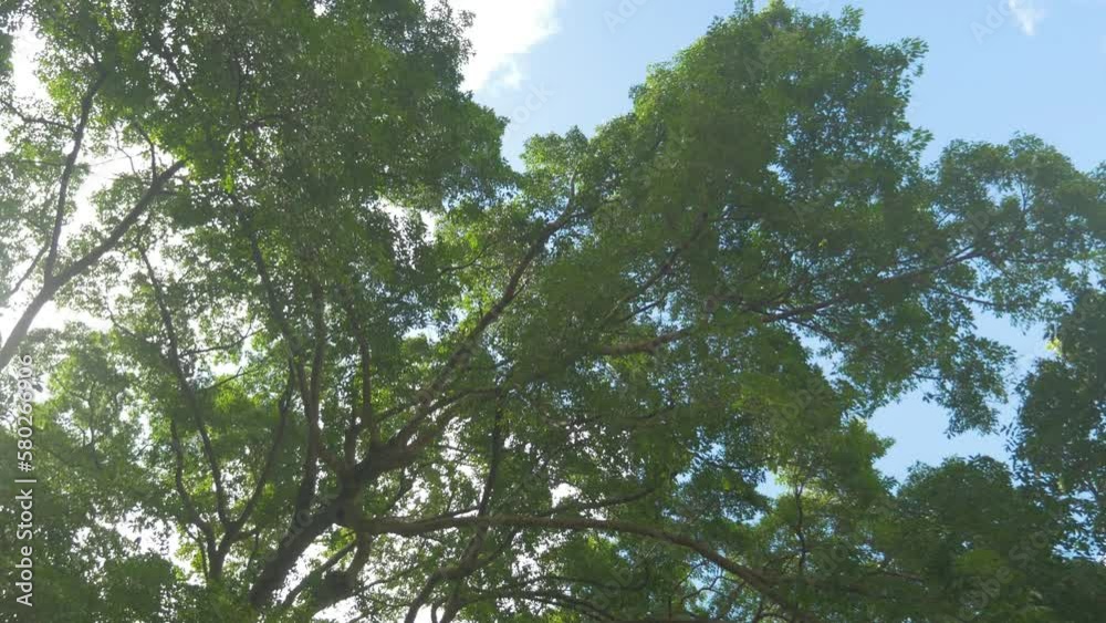 A big tree moving in the wind with its green leaves, in the Philippines A big tree moving in the wind with its green leaves, in the Philippines