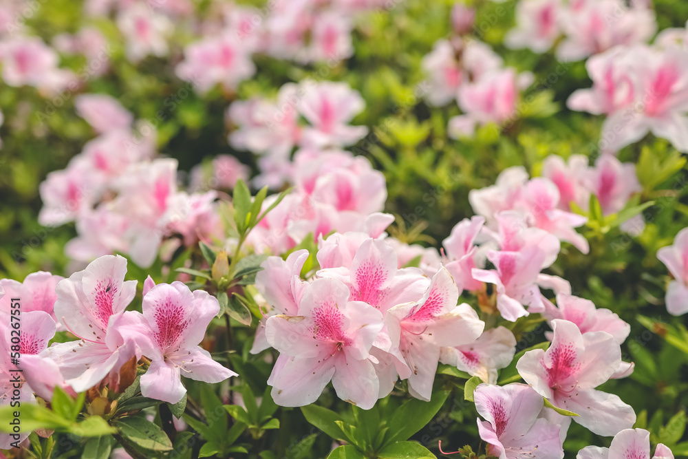 a Pink azalea flowers, Plants Growing At Park a Pink azalea flowers, Plants Growing At Park