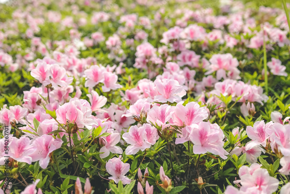 a Pink azalea flowers, Plants Growing At Park