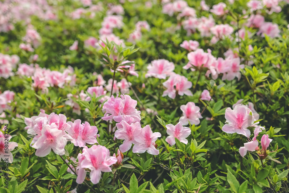 a Pink azalea flowers, Plants Growing At Park a Pink azalea flowers, Plants Growing At Park