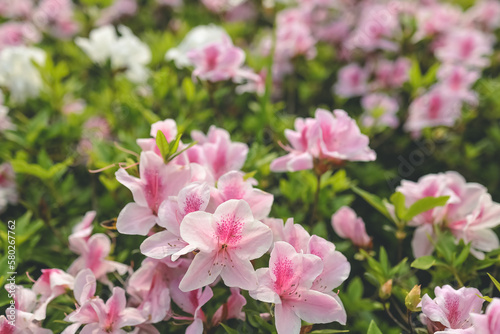 Fototapeta Naklejka Na Ścianę i Meble -  a Pink azalea flowers, Plants Growing At Park