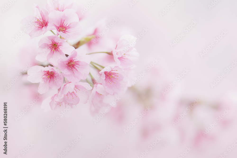 Fototapeta premium 満開の桜の花 3月