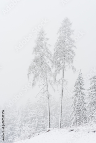 The forest after a heavy snowfall in the region of Flims Laax in Graubünden, Switzerland