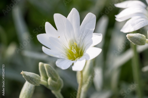 single flower of mouse-ear chickweed white bloom