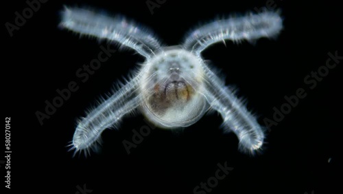 Larva sea snail under a microscope, called veliger, class Gastropoda, Phylum Mollusca. Visible ciliary velum with help of which it swims in water among plankton. Red sea photo