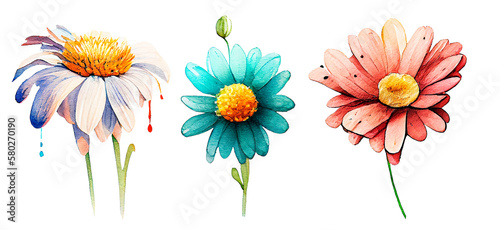 Fototapeta Naklejka Na Ścianę i Meble -  Watercolor Chamomile flowes, Daisy on white background Realistic botanical sketch for design
