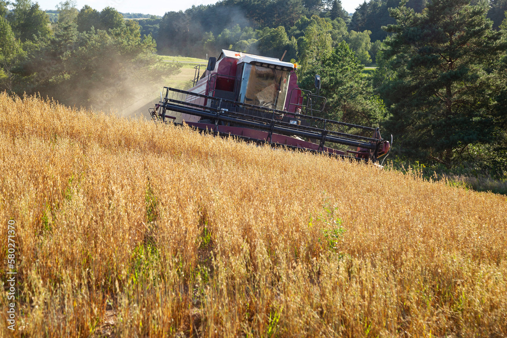 Fototapeta premium Harvesting with combines