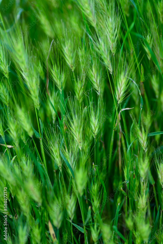 PLANTA SILVESTRE DE CEBADILLA RATONERA (Hordeum Marinuru) PLANTA SILVESTRE DE CEBADILLA RATONERA (Hordeum Marinuru)