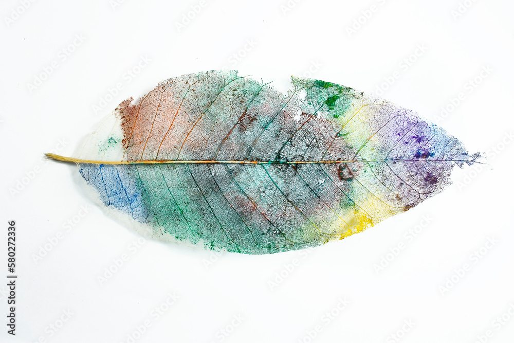 Multicolor painted skeleton leaf, isolated on white background