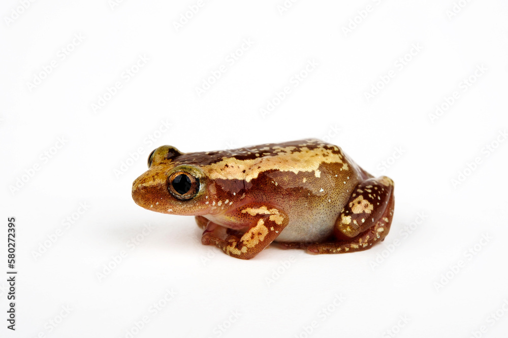 Fototapeta premium Brauner Bananenfrosch // Brown banana frog, Striped spiny reed frog (Afrixalus dorsalis)