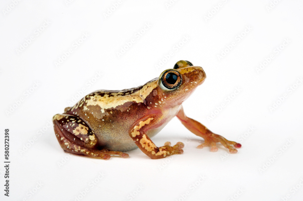 Brown banana frog, Striped spiny reed frog // Brauner Bananenfrosch (Afrixalus dorsalis) Brown banana frog, Striped spiny reed frog // Brauner Bananenfrosch (Afrixalus dorsalis)
