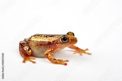 Brown banana frog, Striped spiny reed frog // Brauner Bananenfrosch (Afrixalus dorsalis)