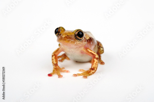 Brown banana frog, Striped spiny reed frog // Brauner Bananenfrosch (Afrixalus dorsalis)