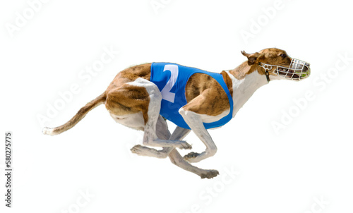 Obraz na plátně Side view of a beautiful racing Hungarian greyhound running at full speed