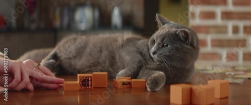 Close up of woman hands playing with bored pet, cat and falling toy blocks. Gray fluffy pet on a table, children stuff around, nervous animal moves his tail. True family friend. HQ 4k footage photo