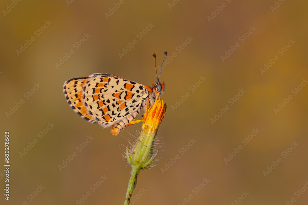 Fototapeta premium Beautiful iparhan butterfly ; Melitaea trivia ( Syriaca )