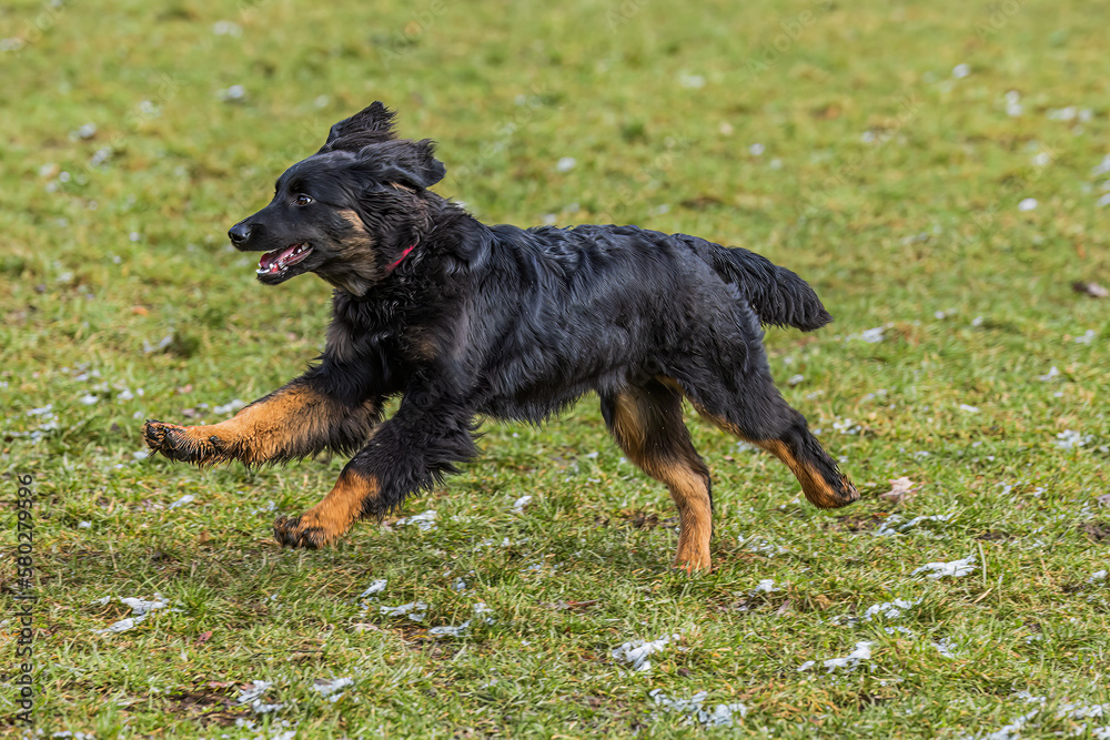Fototapeta premium black and gold Hovie dog hovawart the puppy is frolicking