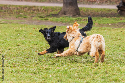 black and gold Hovie dog hovawart the puppies are fooling around