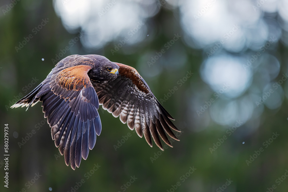 Fototapeta premium Harris's hawk (Parabuteo unicinctus) flying by the forest
