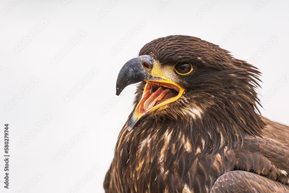 Obraz premium young bald eagle (Haliaeetus leucocephalus) close-up shot