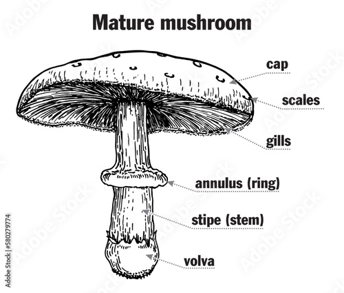 Mushroom structure. Mushroom anatomy. Biology diagram. Structure parts, cap, skirt, spores, ring, lamella, pileus, stem, gills volva, mycelium, hyphae, fungus. Toadstool, mush room diagram