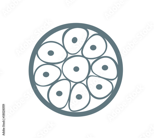 Morula icon. Embryo cell consisting of cells in a solid ball contained within the pellucida. Stage of segmentation of a fertilized ovum. Human embryonic development. Vector illustration