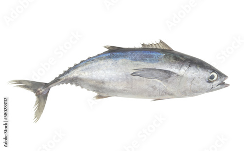 Fresh bluefin tuna on white close up.