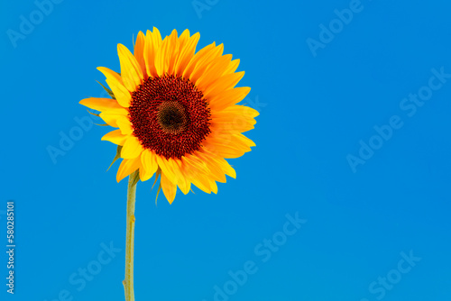Sunflower  on a blue background  a minimalistic concept