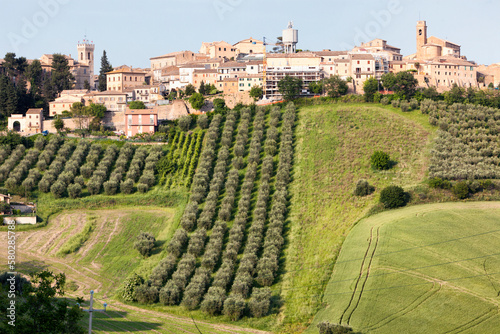 Ostra, Ancona, Coltura di filari di ulivi davanti al borgo photo
