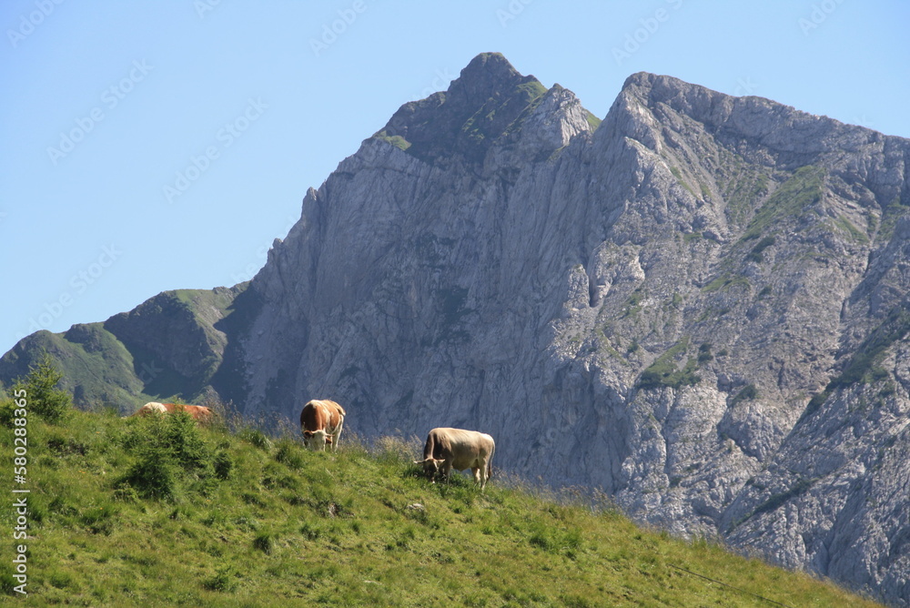 Mucche al pascolo sulle dolomiti friulane