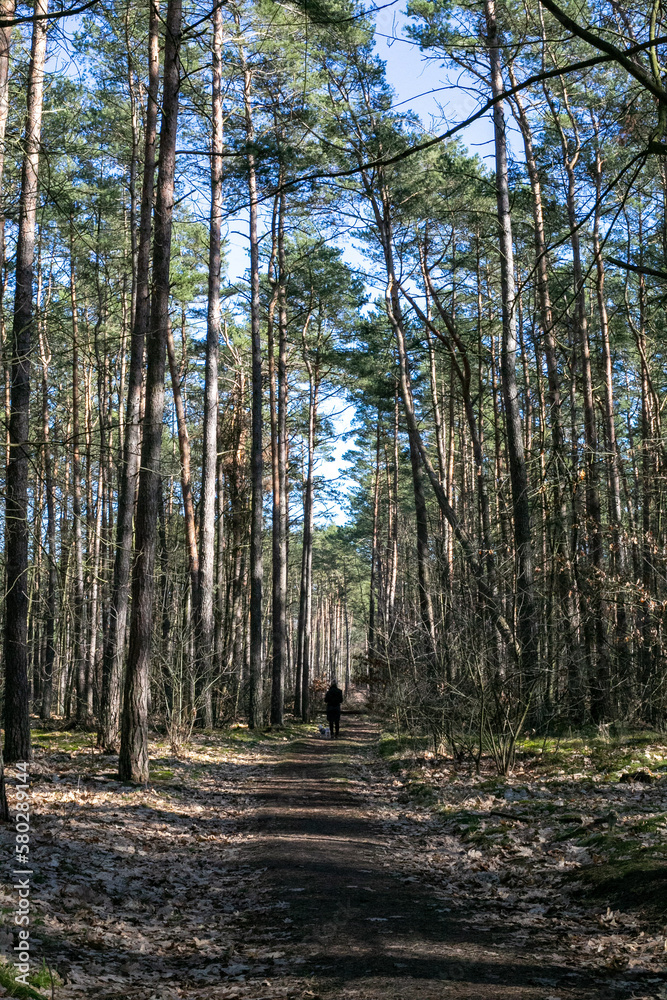 Obraz premium Woman on the path in the forest