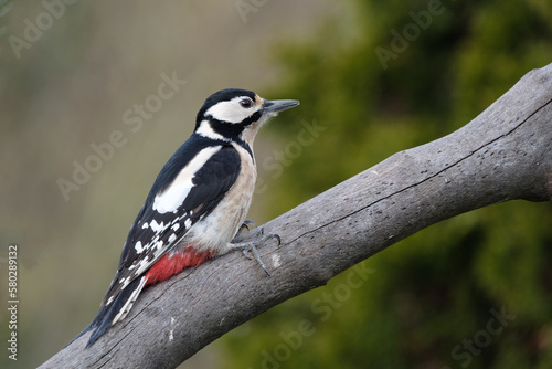Grote bonte specht - Great spotted woodpecker