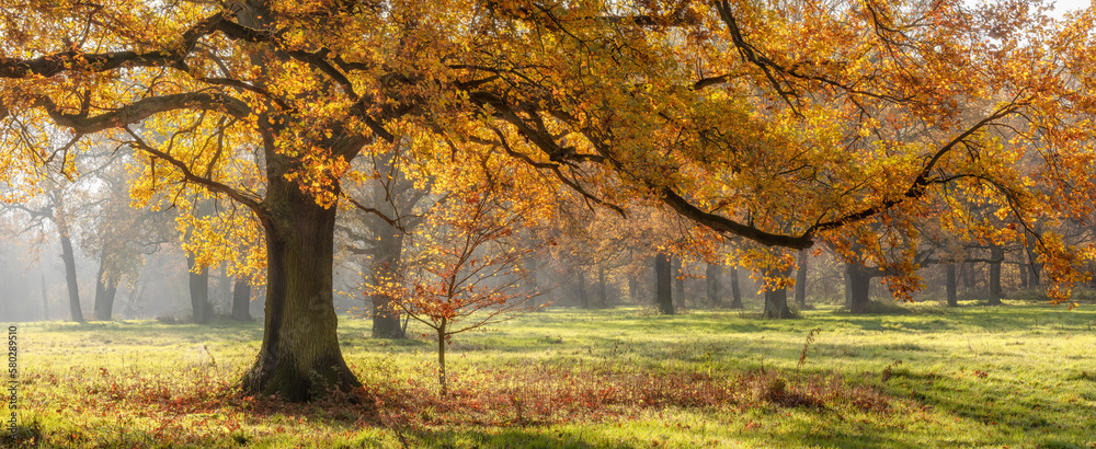 Beautiful Oak Tree on Clearing in the Forest in Autumn Beautiful Oak Tree on Clearing in the Forest in Autumn