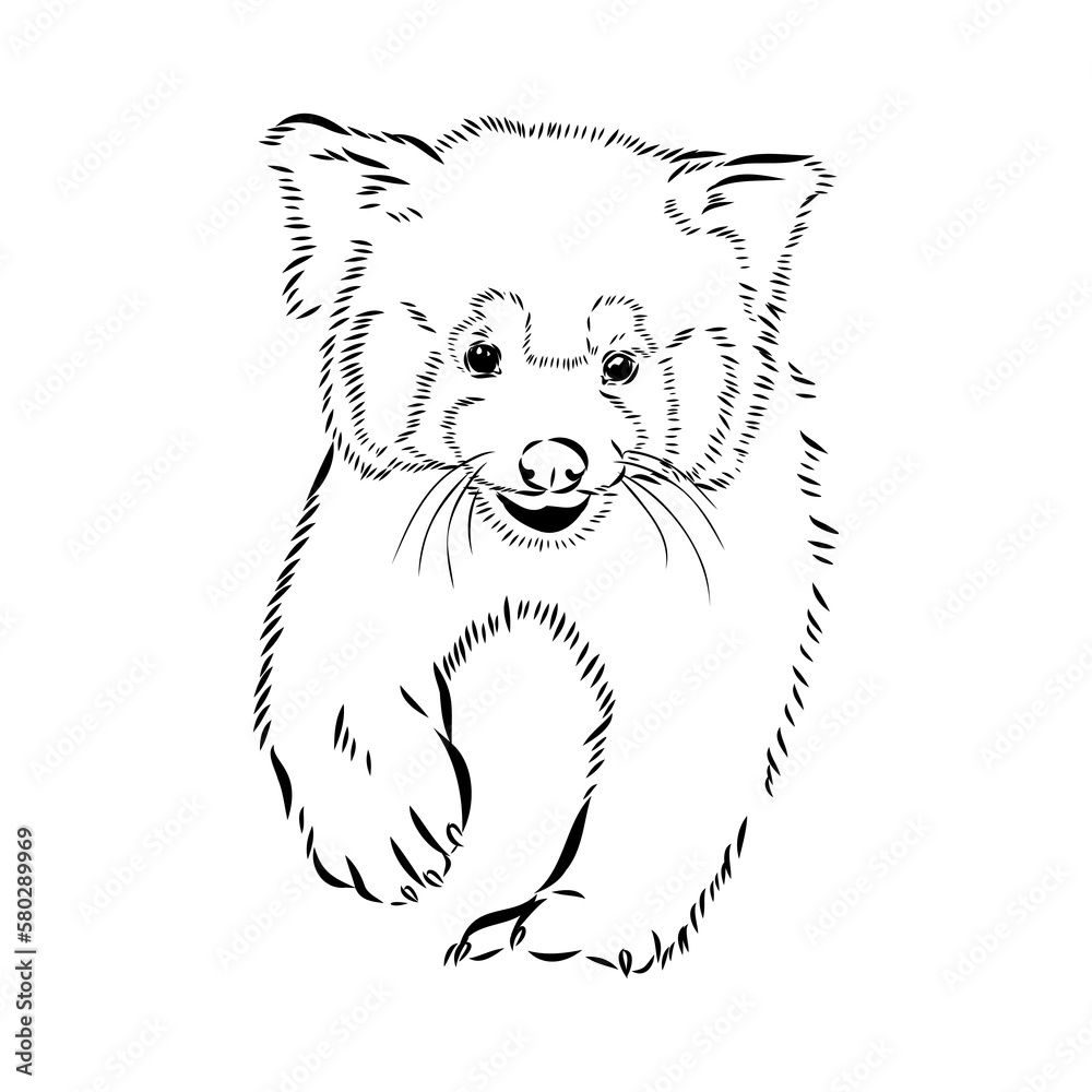 Fototapeta premium Cute red panda. Cartoon animal design. Vector illustration isolated on white background. Red panda label. Black and white linear paint drawn. Tattoo design.
