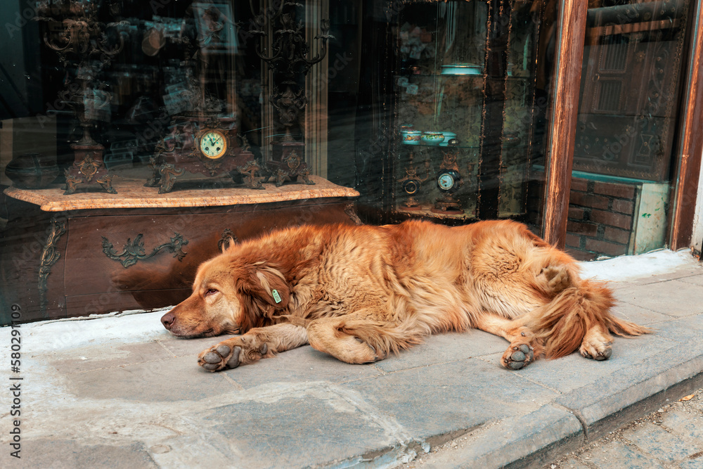 Naklejka premium A brown stray dog with an earring resting in front of a antique store.