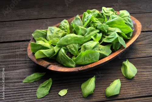 Fresh green basil in a wooden plate on a wooden table. Green basil leaves are spread around the plate on the table.