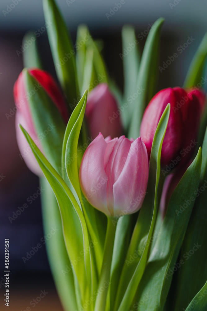 custom made wallpaper toronto digitalBouquet of pink and red tulips in a dark living room