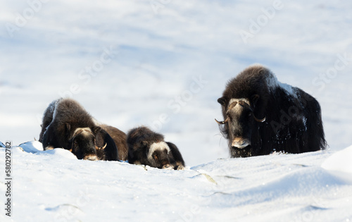 Group of Musk Ox in Dovrefjell mountains in winter