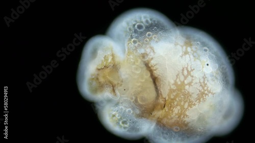 larva sea angel Mollusca Gastropoda under microscope, suborder Gymnosomata, superfamily Clionoidea. Predator that feeds on Mollusca family Limacinidae. Red sea photo