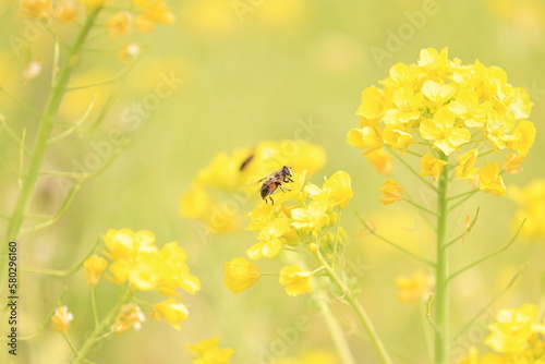 菜の花と蜂