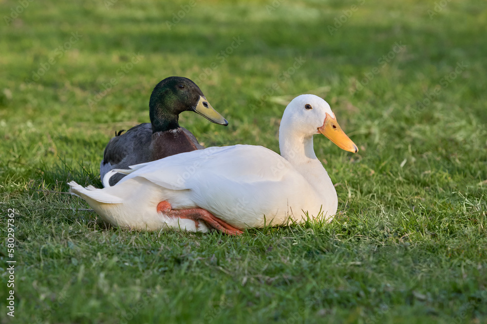 White and brown Indian runner duck lay in grass in garden