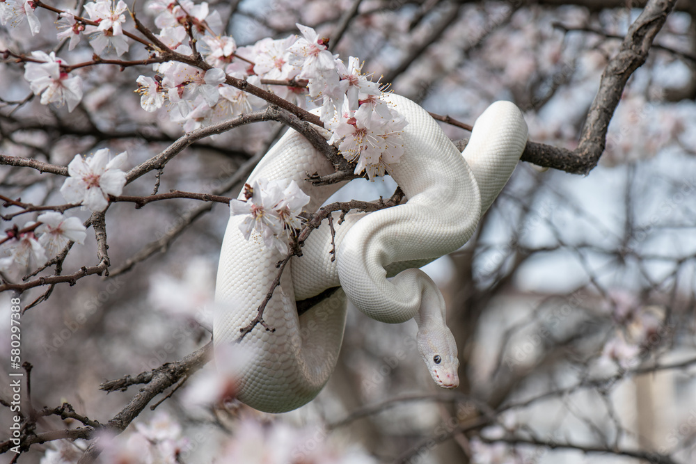 Beautiful white snake with blue eyes on a cherry blossom branch in the ...