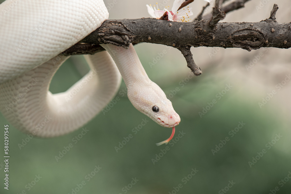 Beautiful white snake with blue eyes on a cherry blossom branch in the ...