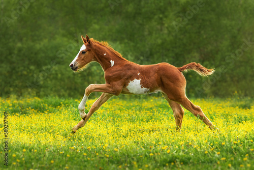 Happy foal running in the field in summer photo