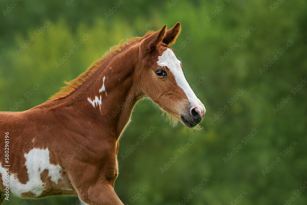  Portrait of little foal in summer