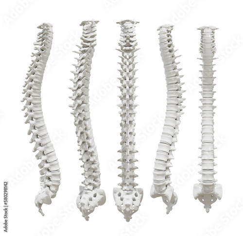 3d rendering of spine human organs backbone perspective view
