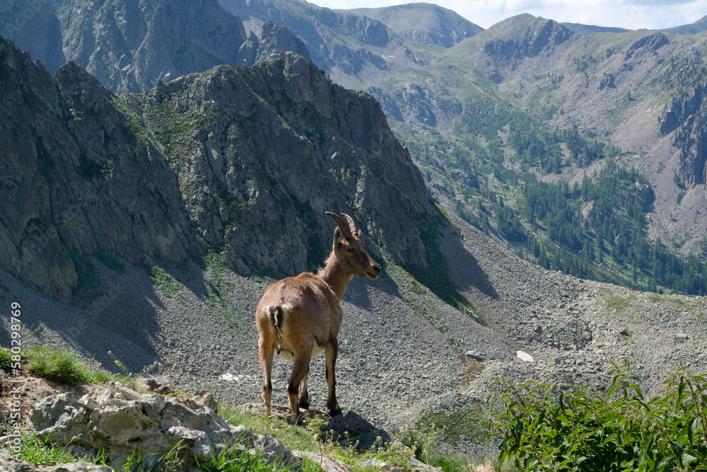 Female ibex on a mountain meadow, Cottian Alps, Maritime Alps, Western Alps, Italy, Europe Female ibex on a mountain meadow, Cottian Alps, Maritime Alps, Western Alps, Italy, Europe