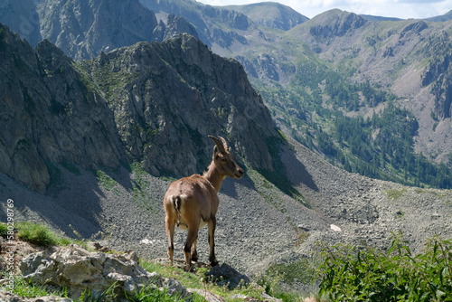 Female ibex on a mountain meadow, Cottian Alps, Maritime Alps, Western Alps, Italy, Europe