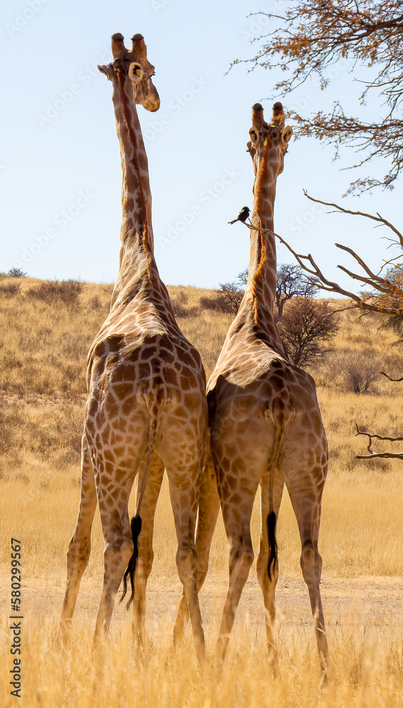 Rear view of two giraffe with a small bird